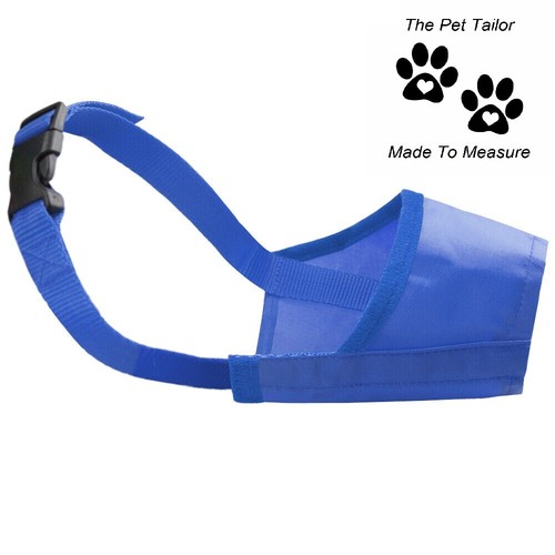 Westie dog muzzle blue - muzzle,
