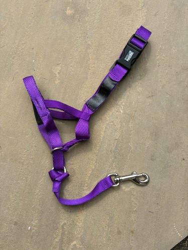 Purple halti dog - purple,