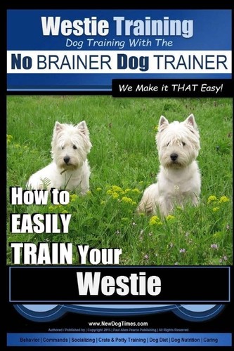 Westie training dog - westie, |